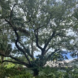 Evergreen Tree Service South Florida - Grandfather oak tree recently pruned by Kevin at Evergreen Tree Service.