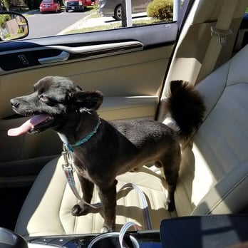 Pet Grooming By Alejandra - Gargamel after ~ Looks like a totally different dog, in a Good Way! - Pet Groomers Near Me - Vallejo, California
