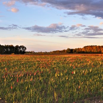 Honker Flats - Sunset on the glad fields at Honker Flats. - Nurseries & Gardening Near Me - Middle River, Minnesota Honker Flats - Sunset on the glad fields at Honker Flats. - Nurseries & Gardening Near Me - Middle River, Minnesota