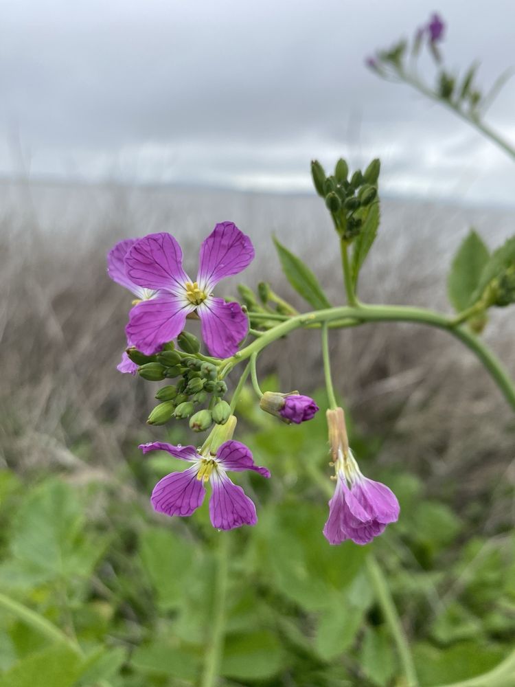 Napa River and Bay Trail