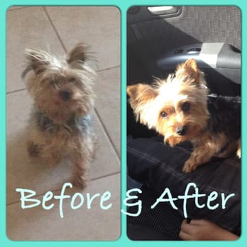 Karabu Pet Grooming - My Yorkie before and after - Pet Groomers Near Me - Tucson, Arizona