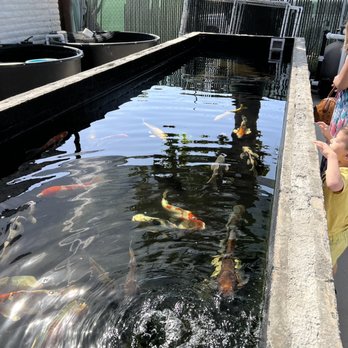 Underwater Environments - Bigger koi - Lakes Near Me - Vista, California