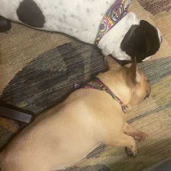 Shampooch Palace - My Frenchie Girls Juli and Coco. We had a good day! - Pet Groomers Near Me - Loganville, Georgia