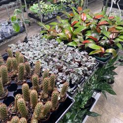 Mother Earth Garden - String of Hearts Variegated, Cactus Mammillaria Elongata, Philodendron Prince of Orange