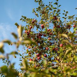 Applestock Orchard - Apple farm