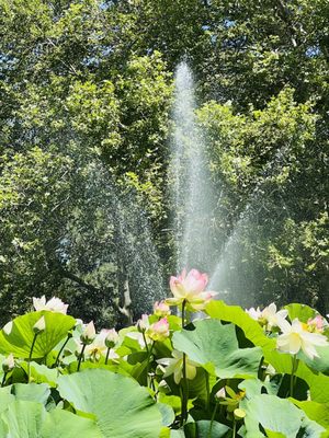 Land Park by null