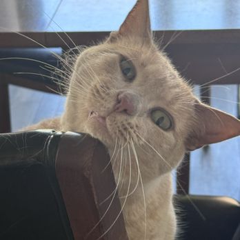 Westside Pets - Pet Sitting Near Me Westside Pets - Pet Sitting Near Me