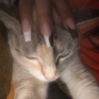 Luxe Nail Bar 2 - My cat approves lol - Nail Salons Near Me - San Antonio, Texas Luxe Nail Bar 2 - My cat approves lol - Nail Salons Near Me - San Antonio, Texas