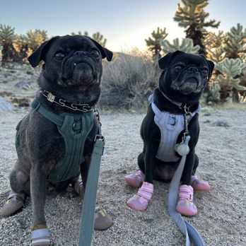 Empire K9 Dog Training - Boba and Toast - Pet Training Near Me Empire K9 Dog Training - Boba and Toast - Pet Training Near Me