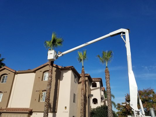 Commercial Tree Care - Family owned 7 operated in San Diego since 2005. Our team of dedicated, qualified arborists and supervisors that have the training and experience for all types of tree service. what is needed to tackle any size or type of Commercial or Residential tree service project. Our team of seasoned tree care workers and our fleet of modern equipment are among the best in San Diego, You can n to provide the most efficient and cost-effective solution to your tree service needs. Commercial Tree Care - Family owned 7 operated in San Diego since 2005. Our team of dedicated, qualified arborists and supervisors that have the training and experience for all types of tree service. what is needed to tackle any size or type of Commercial or Residential tree service project. Our team of seasoned tree care workers and our fleet of modern equipment are among the best in San Diego, You can n to provide the most efficient and cost-effective solution to your tree service needs.