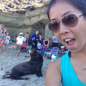 La Jolla Cove - These seals were on the beach! - Parks Near Me - La Jolla, California La Jolla Cove - These seals were on the beach! - Parks Near Me - La Jolla, California