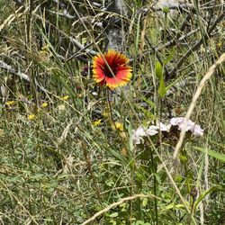 The Rio Grande Trail - Wildflowers! (08/26/22)