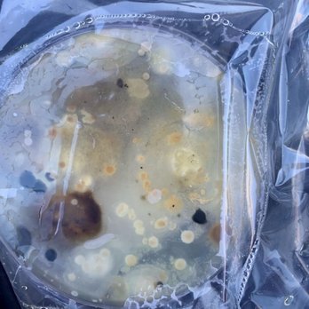The Rants Group - Molds and Yeasts in the water supply, and air conditioner even! - Property Management Near Me - Olympia, Washington