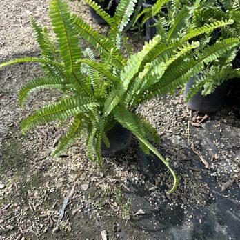 Jorge's Nursery - Fern - Nurseries & Gardening Near Me - Compton, California Jorge's Nursery - Fern - Nurseries & Gardening Near Me - Compton, California