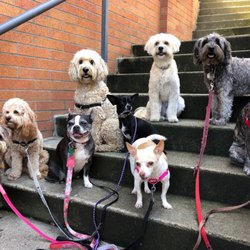 Yaletown Puppy Love - Yaletown- Midday Group Walk