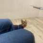 Miles Pet Clinic