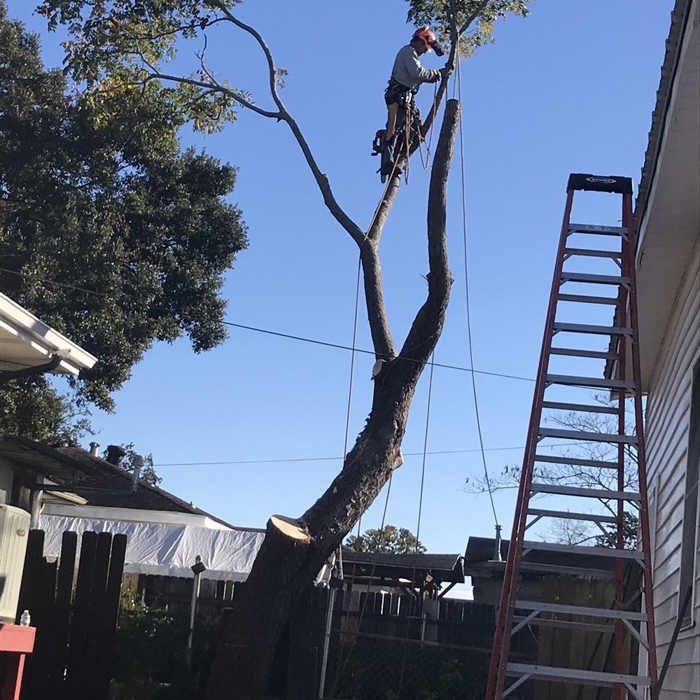 T&T Tree Specialist - Thomas almost finished cutting down my tree. - Tree Services Near Me - Ama, Louisiana T&T Tree Specialist - Thomas almost finished cutting down my tree. - Tree Services Near Me - Ama, Louisiana