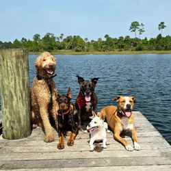 Smart Dogs Walk - They couldn't be any happier.