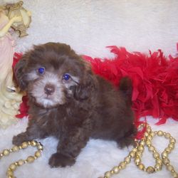 FancyPoo4U - Shih poo is a Poodle mix puppy