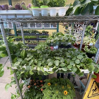 Sunshine Growers Nursery - Nurseries & Gardening Near Me - Yucaipa, California Sunshine Growers Nursery - Nurseries & Gardening Near Me - Yucaipa, California