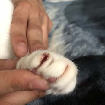 DJ's Grooming - Owner Mangled my cats two front paws and told me she didn't notice my cat was bleeding , they need to be closed - Pet Groomers Near Me - Manchester, Connecticut DJ's Grooming - Owner Mangled my cats two front paws and told me she didn't notice my cat was bleeding , they need to be closed - Pet Groomers Near Me - Manchester, Connecticut