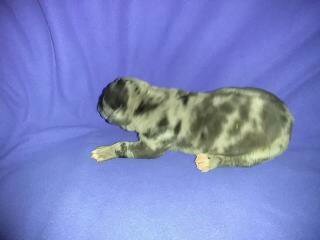 Davis Puppies Image