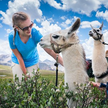 Redwood Llamas - Tours Near Me - Silverton, Colorado Redwood Llamas - Tours Near Me - Silverton, Colorado