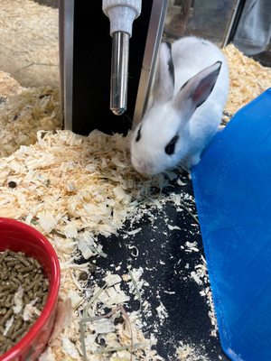 Photo of A to Z Pet Shop - Trumbull, CT, US.