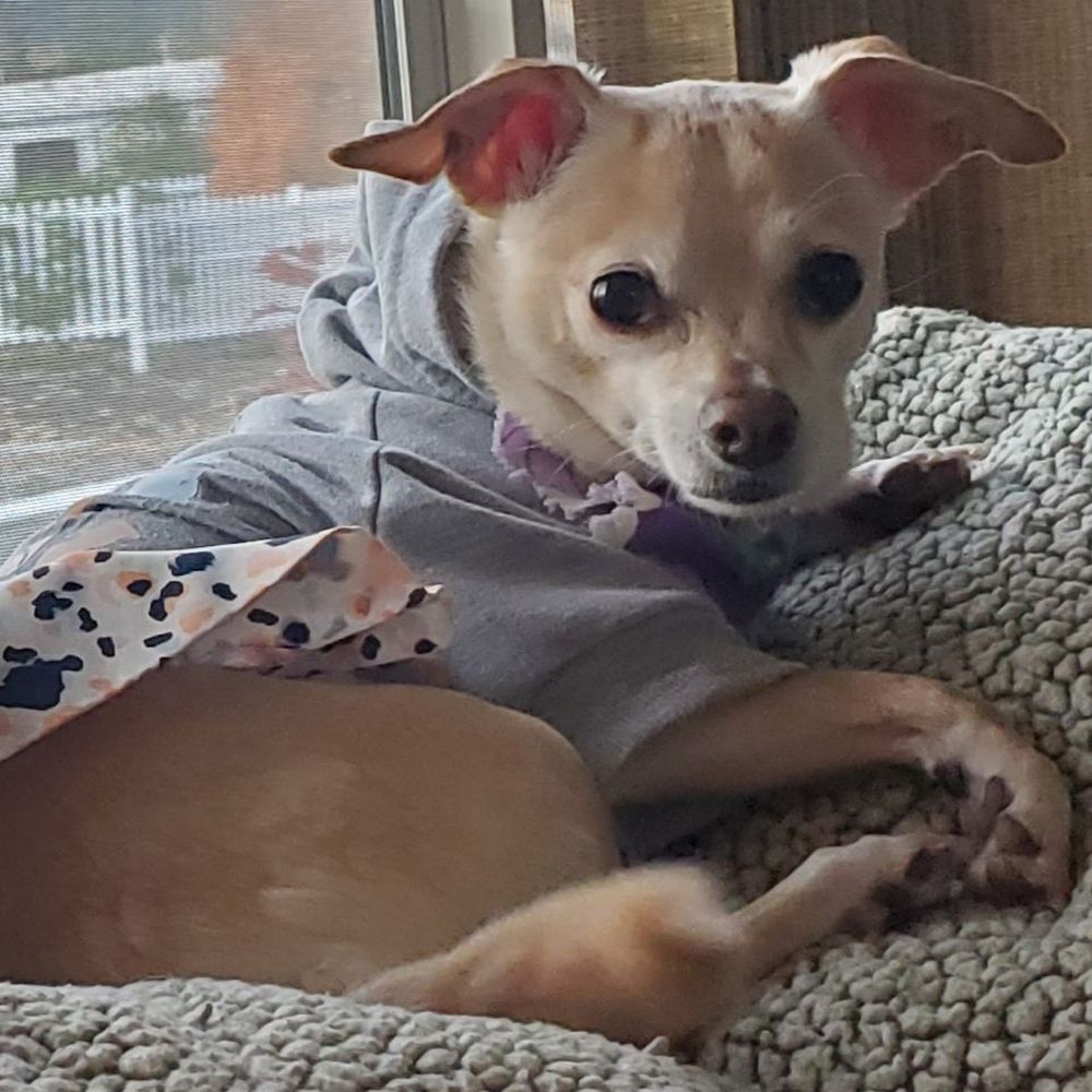 Tillie has fully recovered from her foot "trauma" Tillie has fully recovered from her foot "trauma"