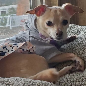 Crossroads Veterinary Hospital - Tillie has fully recovered from her foot "trauma" - Veterinarians Near Me - Sherwood, Oregon Crossroads Veterinary Hospital - Tillie has fully recovered from her foot "trauma" - Veterinarians Near Me - Sherwood, Oregon