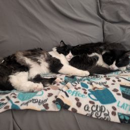 Is Cat Adoption Agreement Binding Without an Adoption Fee? Explained