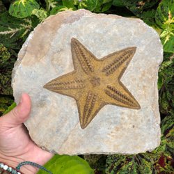 Dimitridon Studios - Fossilized Starfish