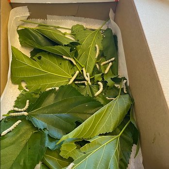 Peregrine School - Silk worms. My child got to take them home over the weekend and take care of her little pets. - Elementary Schools Near Me - Davis, California