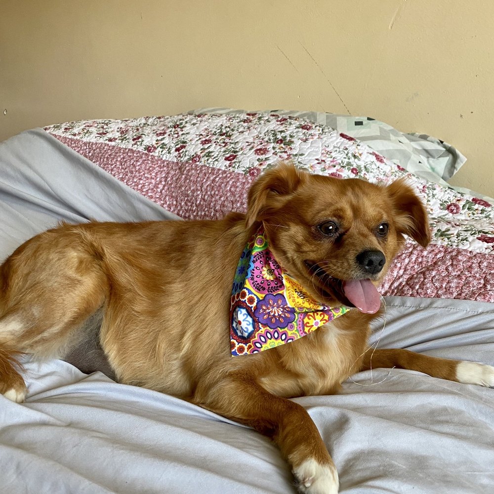 Posh Paws Pet Salon - Pet Groomers Near Me - Modesto, California
