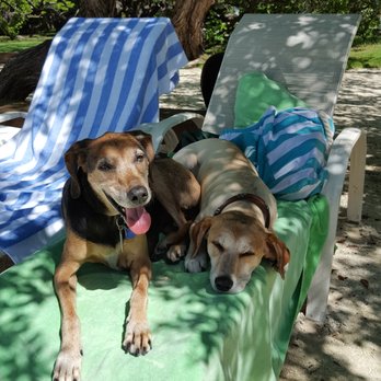 White Gate Court Resort - Dogs enjoying the shade. - Hotels Near Me - Islamorada, Florida White Gate Court Resort - Dogs enjoying the shade. - Hotels Near Me - Islamorada, Florida