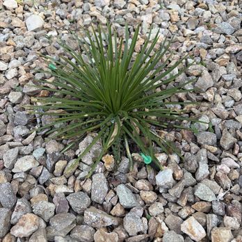 Jr's Lawn Maintenance - Succulent and new drip system - Landscaping Near Me - Henderson, Nevada Jr's Lawn Maintenance - Succulent and new drip system - Landscaping Near Me - Henderson, Nevada