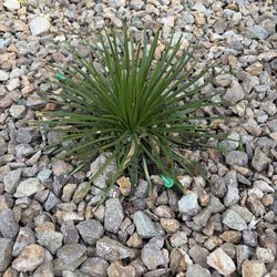 Succulent and new drip system
