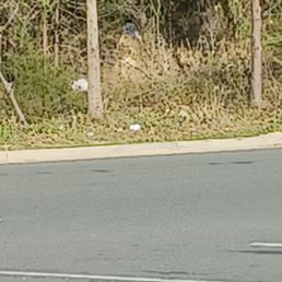This is the woods aligning walmart where their trash goes This is the woods aligning walmart where their trash goes