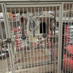Collier Feed & Pet Supply - Cockatoo with one old toy. Plucked feathers from a life misery.