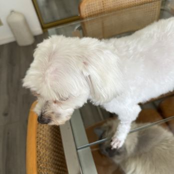 Groom Dog Spaw - Pet Groomers Near Me - San Francisco, California