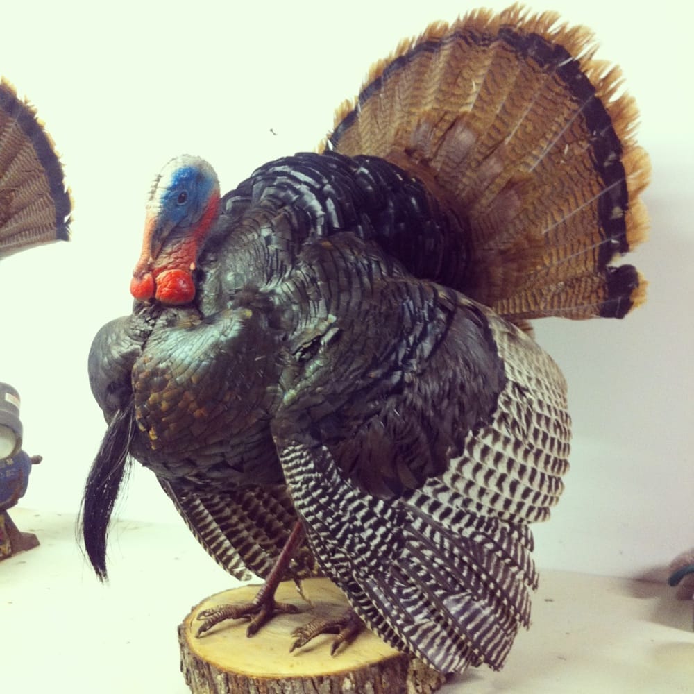 K and N Taxidermy - taxidermy in Santa Fe, TN