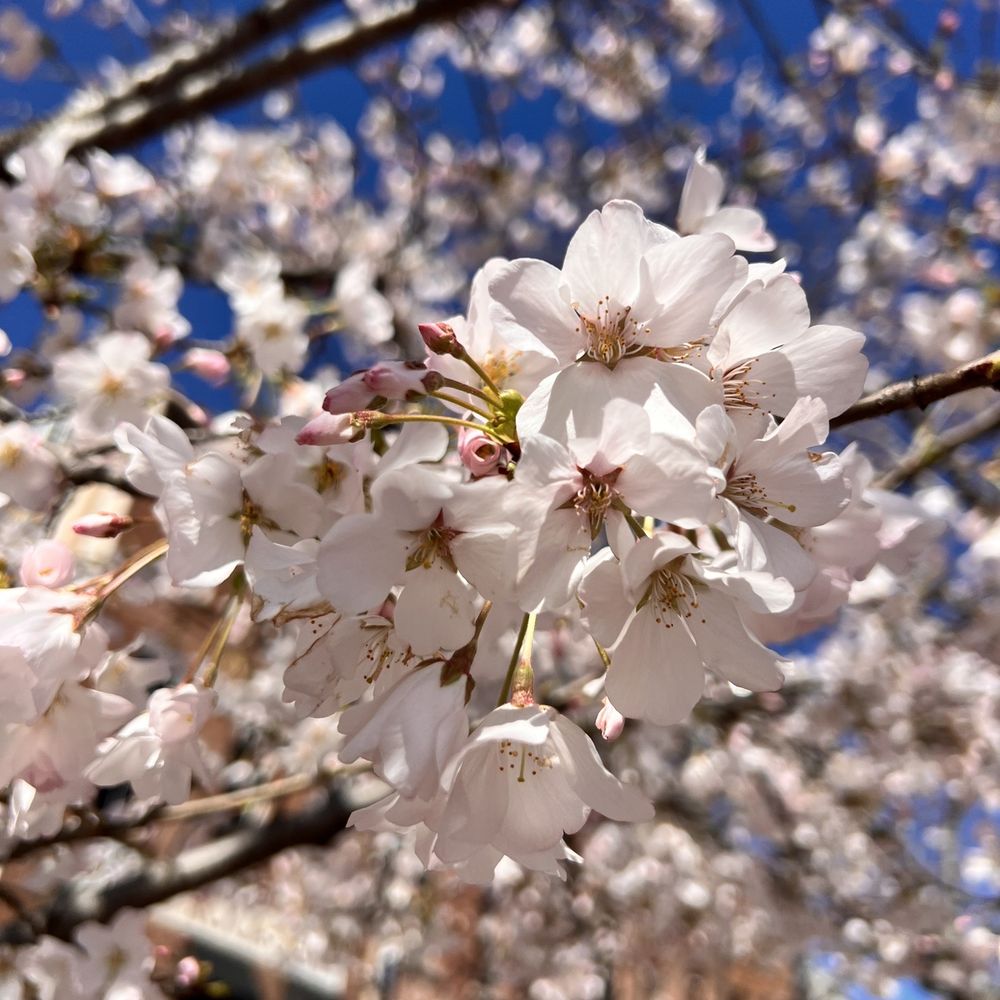 Riverfront Park - a branch of a cherry tree with white flowers - Parks Near Me - Nashville, Tennessee Riverfront Park - a branch of a cherry tree with white flowers - Parks Near Me - Nashville, Tennessee