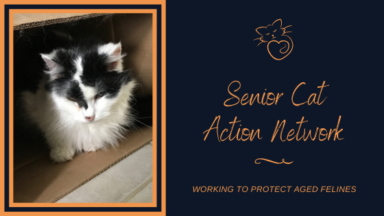 Senior Cat Action Network - social services organization in Morris Plains, NJ