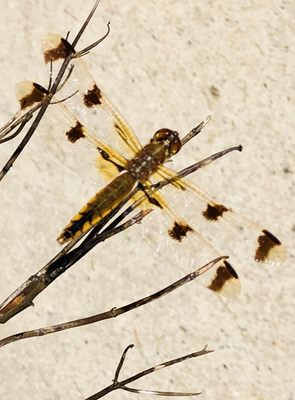 Four Mile Cove Ecological Preserve by null