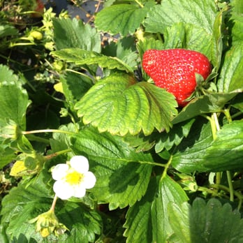 Salem Berry Farm - Farms Near Me - Virginia Beach, Virginia