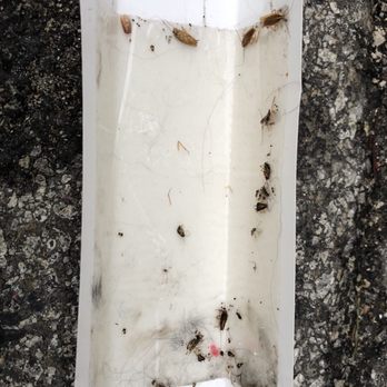 The Candles Apartments - Roaches on a glue trap after one night of having it on the floor. - Apartments Near Me - Springfield, Illinois The Candles Apartments - Roaches on a glue trap after one night of having it on the floor. - Apartments Near Me - Springfield, Illinois