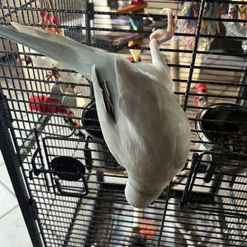 Magnolia Bird Farm - Different angle - Pet Stores Near Me - Anaheim, California