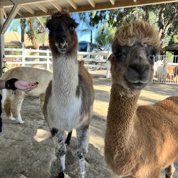 The Alpaca Hacienda - Attraction Farms Near Me - Temecula, California