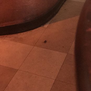 The Top - A roach!!!!!! - New American Near Me - Gainesville, Florida The Top - A roach!!!!!! - New American Near Me - Gainesville, Florida
