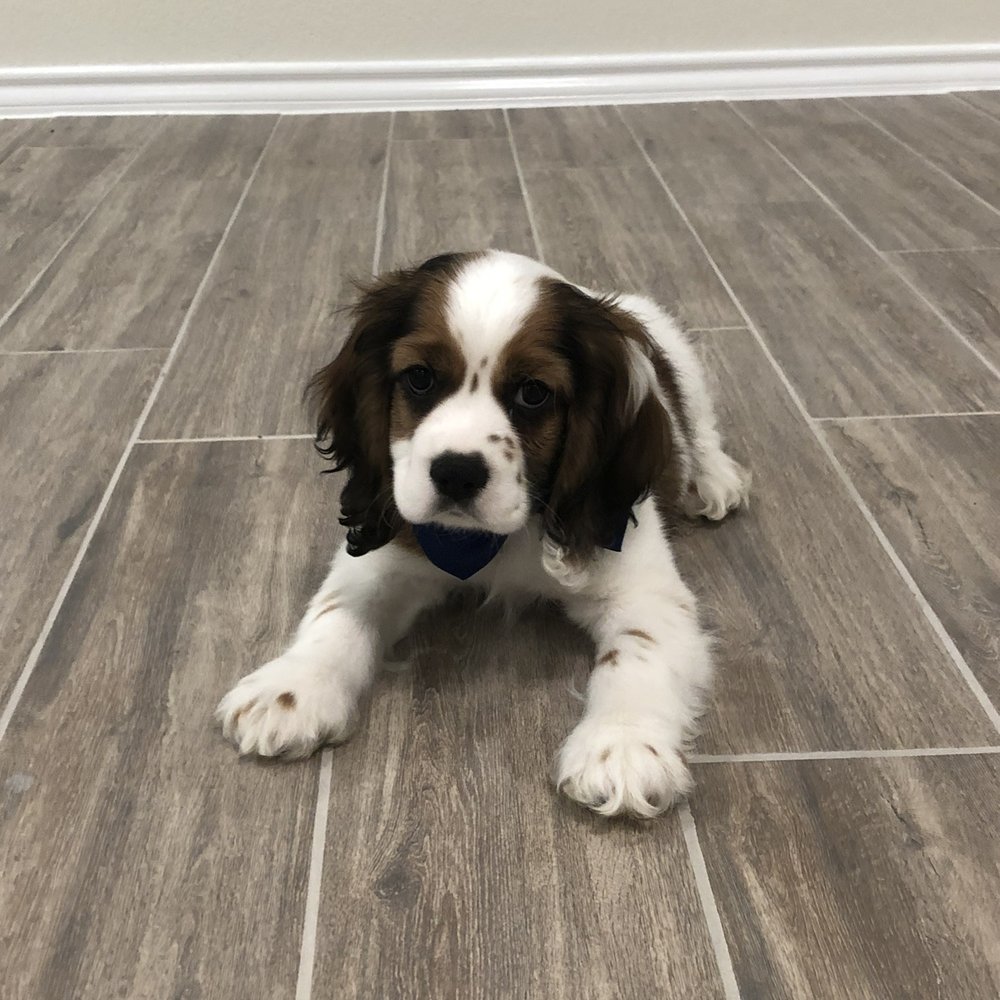 Pet Fair - Puppy - Pet Stores Near Me - Spring, Texas